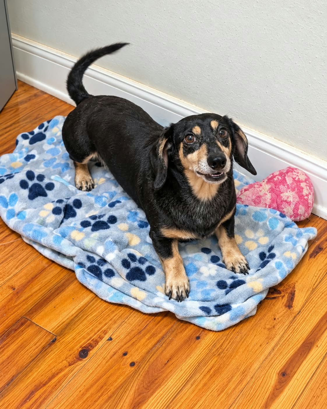 Hank, Black & Tan miniature dachshund sire